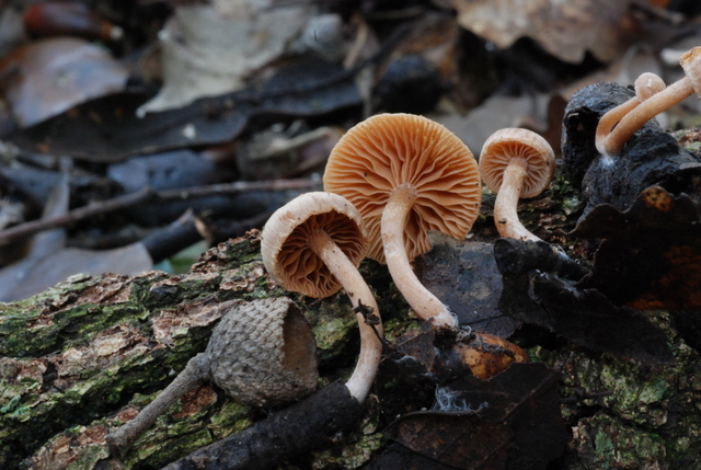 uscita con Zico e Luigi